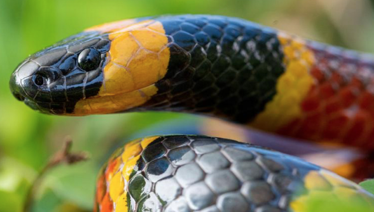 Serpientes en Yucatán