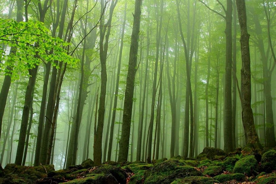El verde en los aros olímpicos representa la abundancia de bosques en Europa