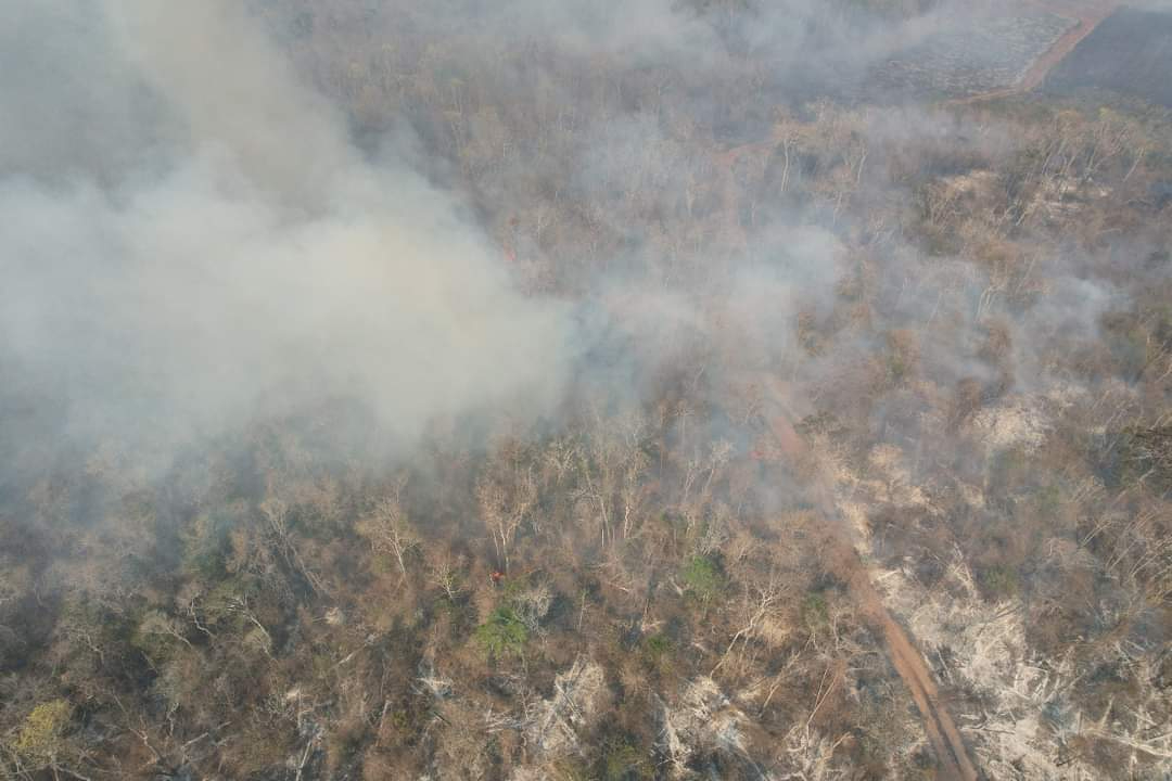 2 mil 393 hectáreas afectadas en el área del complejo de Incendios Forestales
