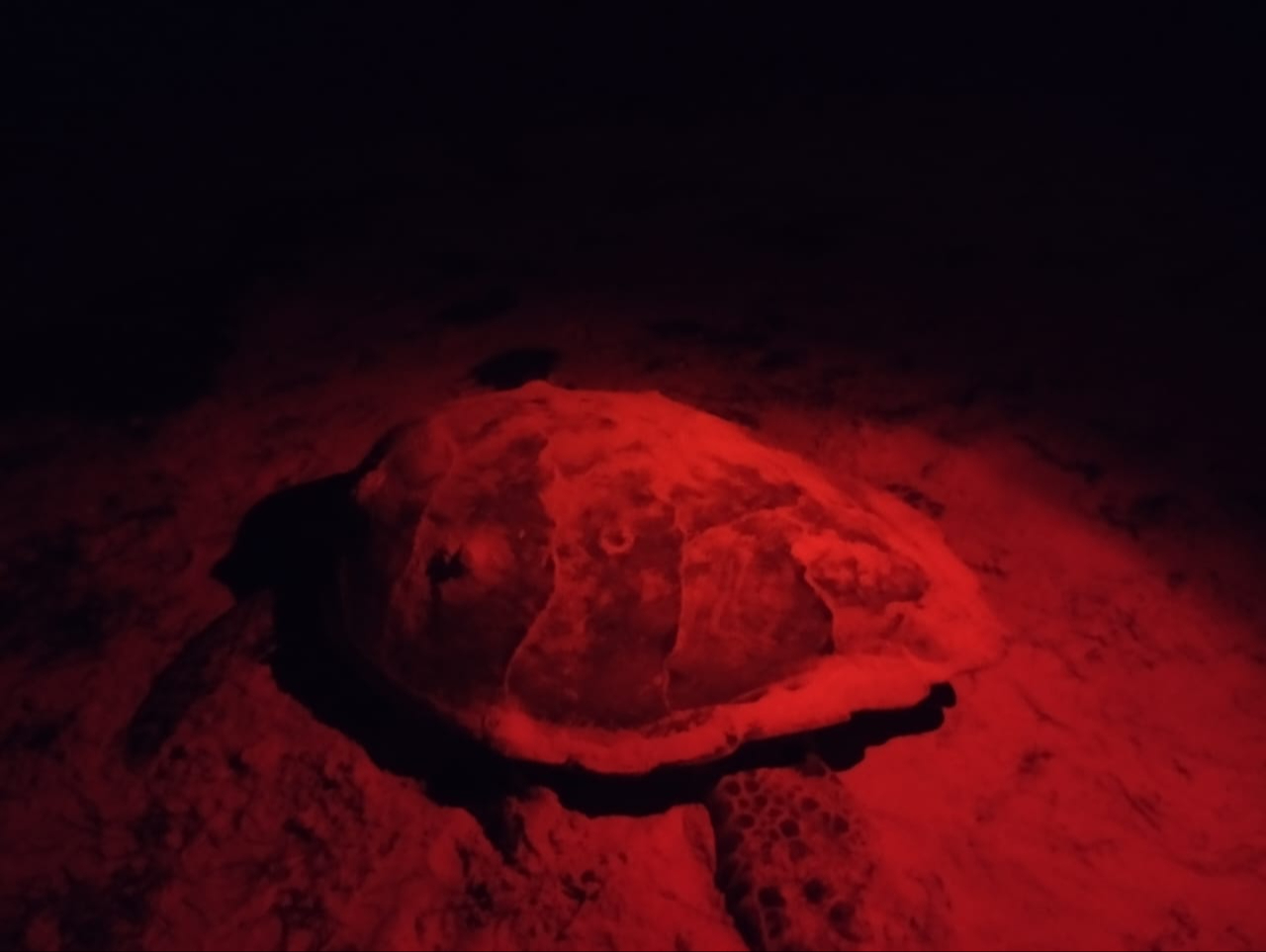 La tortuga de desorientó, ingresando hasta el patio de una casa