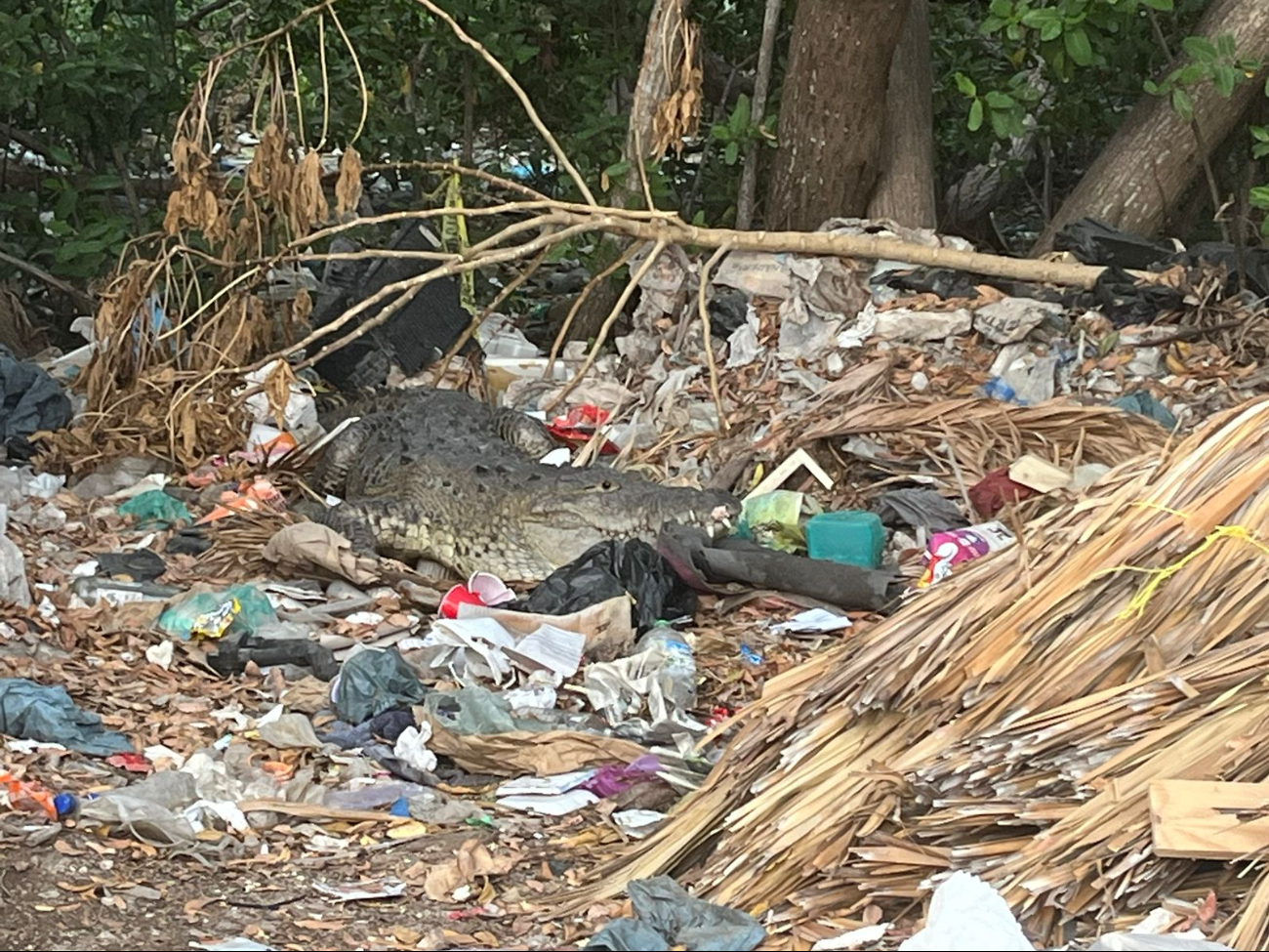 Un cocodrilo fue captado en calles de Progreso