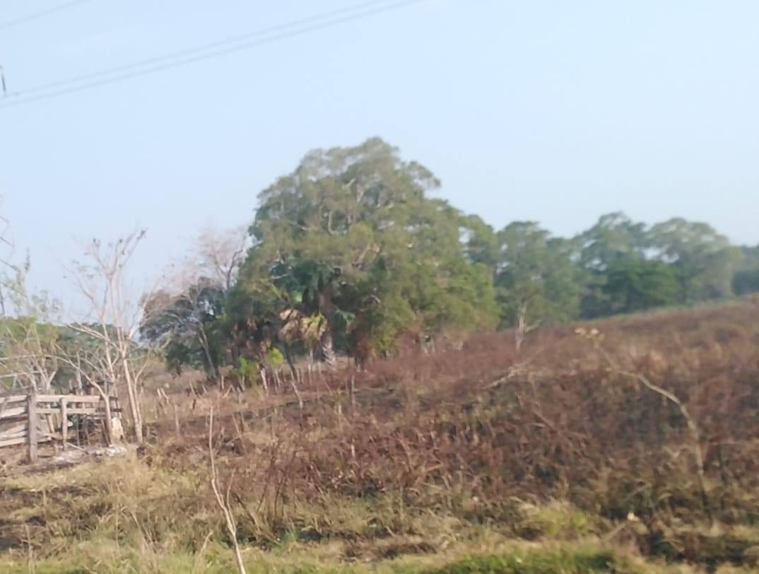 La deforestación, la pérdida de vegetación, han hecho que actualmente estemos viviendo días sofocantes