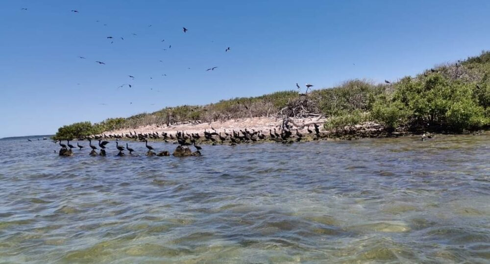 Se calcula que cada año cerca de 10 mil pájaros migratorios hacen de su hogar la pequeña ínsula