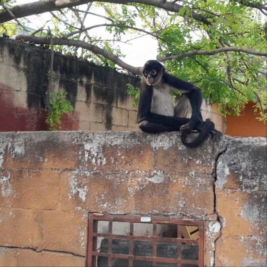 El mono araña no se ha dejado atrapar por las autoridades