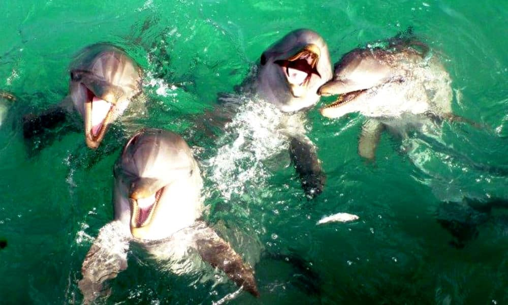 Todos los días del año se pueden ver cientos de delfines