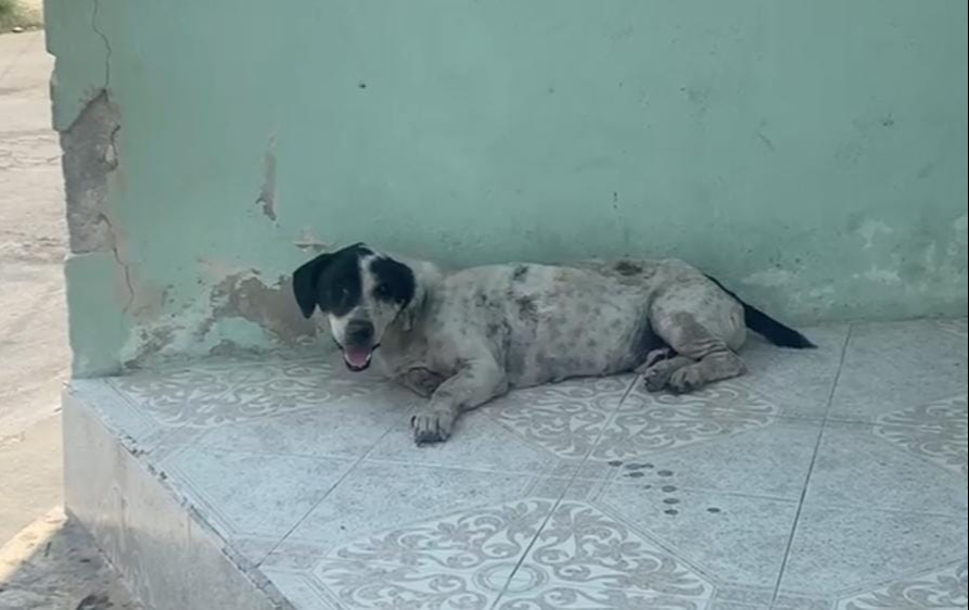 Aumentan 30% los casos de parvovirus en Ciudad del Carmen; llaman a vacunar  mascotas