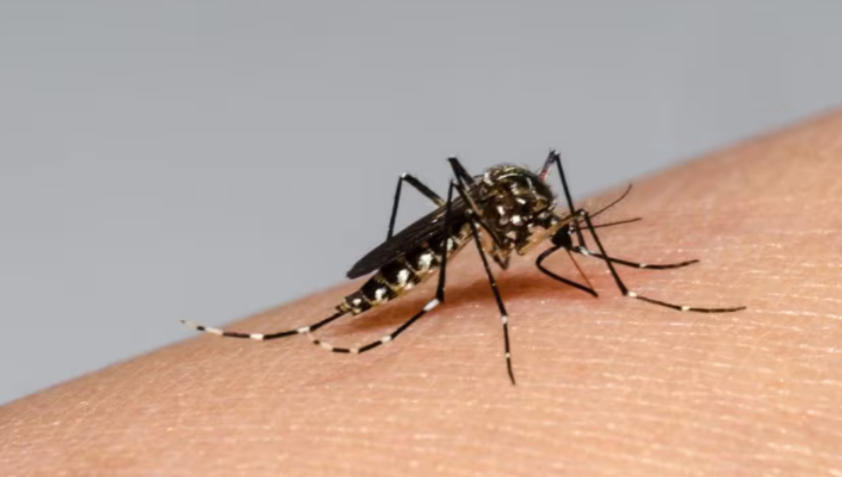 Se toman medidas contra el dengue en Yucatán