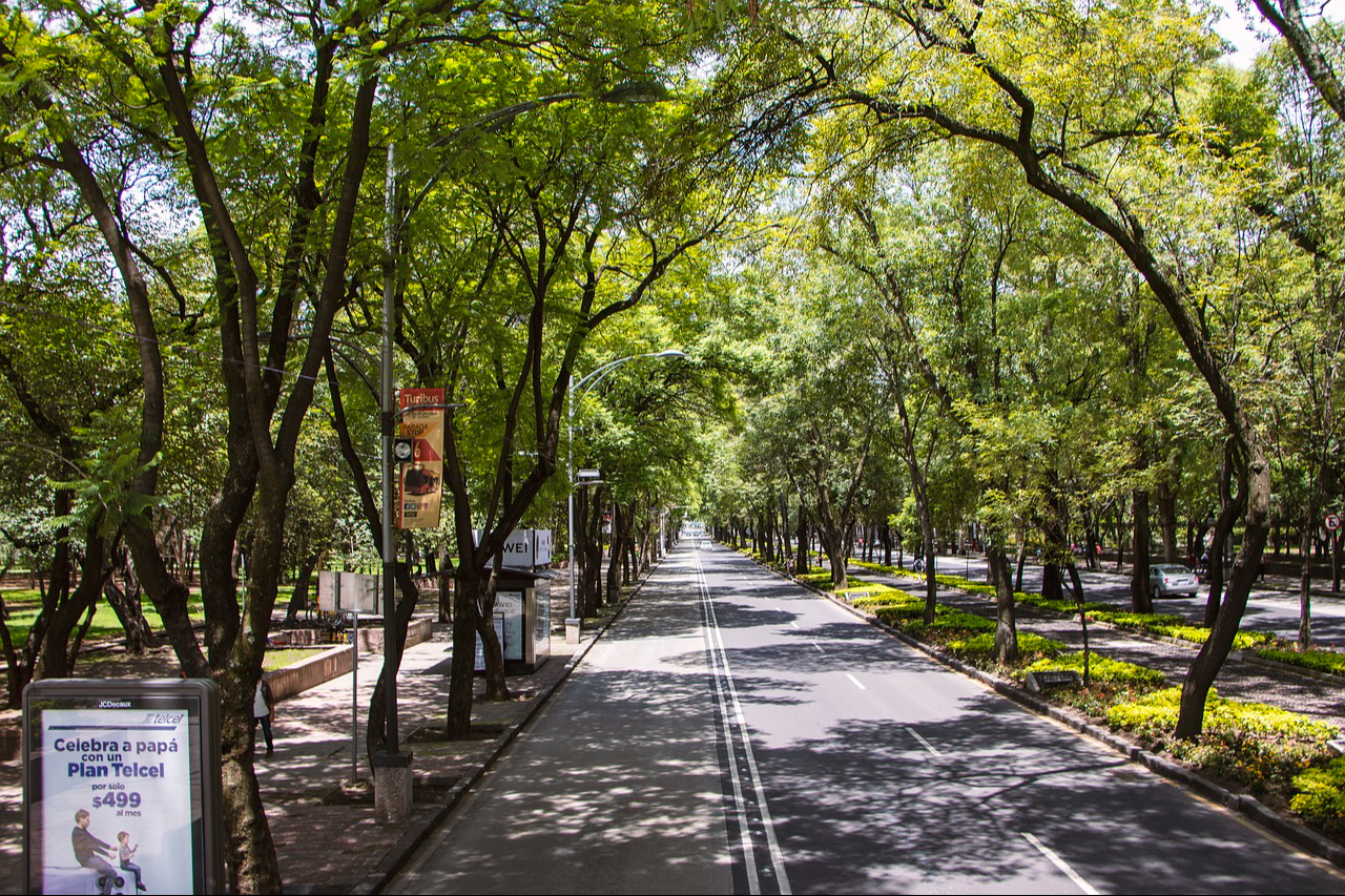 Avenida llena de árboles en México
