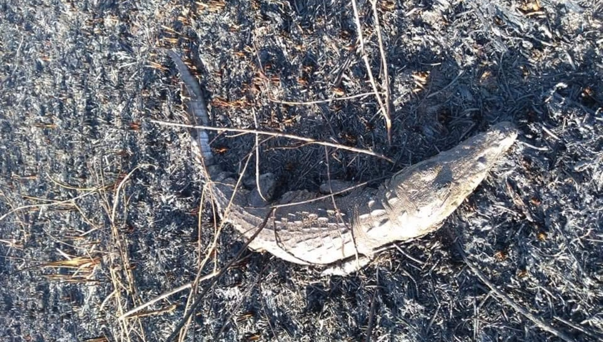 Un cocodrilo quedó atrapado en el fuego durante el incendio