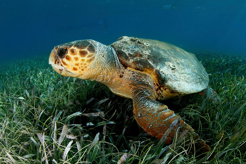 Día Mundial de la Tortuga, un reptil vulnerable en la tierra y el mar 