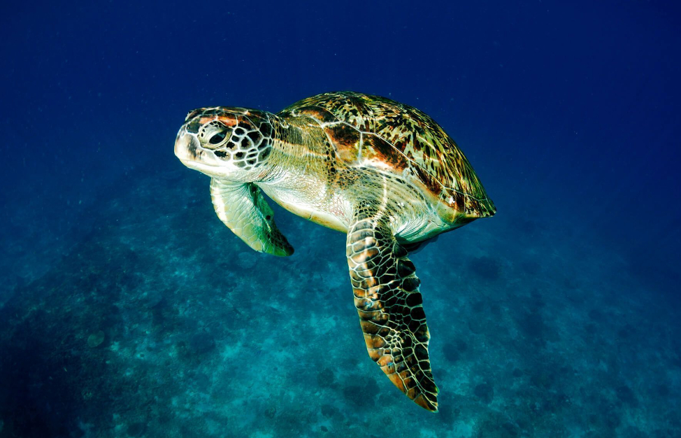 La tortuga marina es de las especies más protegidas