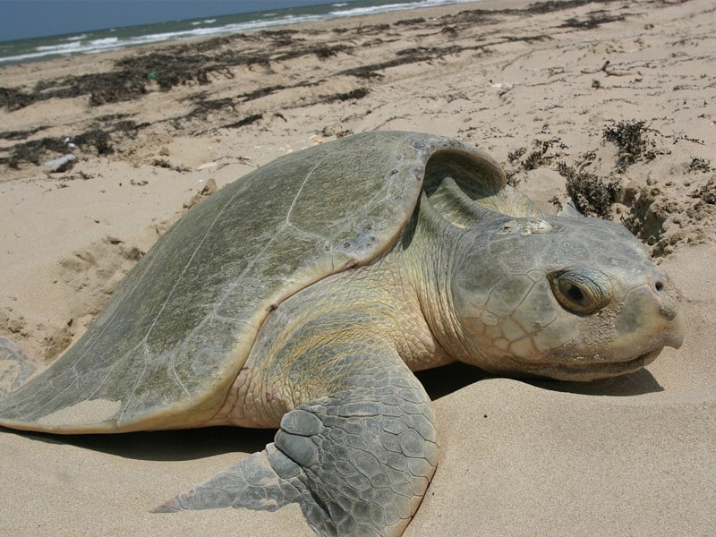 Las tortugas marinas llegan a las playas de México para depositar sus huevos