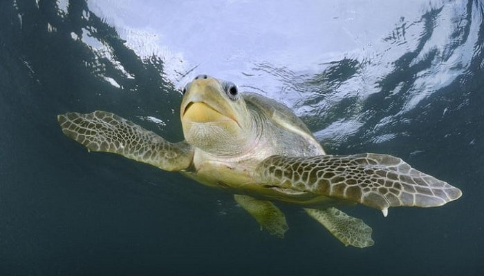 Las tortugas son una especie en peligro, tanto en el mar como en la tierra