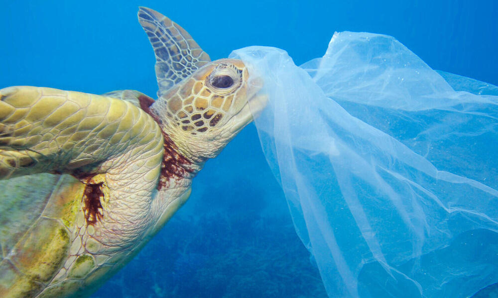 Las tortugas suelen morir por el consumo de plásticos