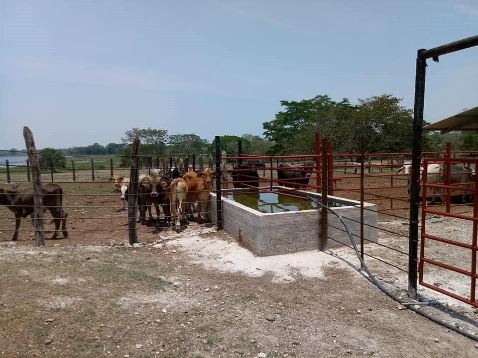 Sequía, alerta a ganaderos de Ciudad del Carmen 