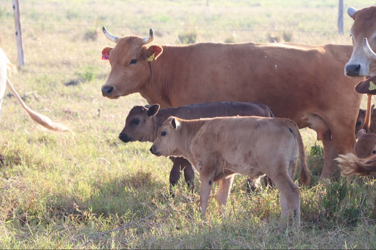 La situación del campo carmelita es complicada e inquieta que suceda una catástrofe