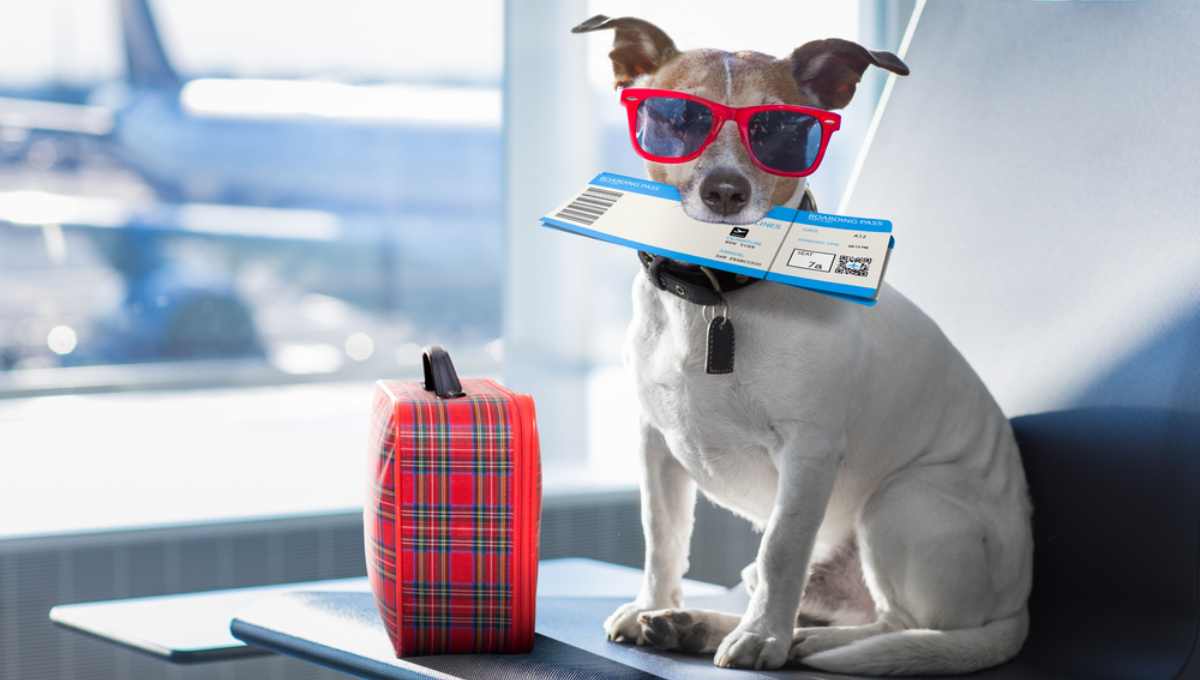 Esta es la aerolínea para viajar con tu perro a Londres o Nueva York