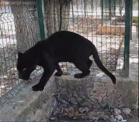 El jaguar perdió la pata debido a que no se cuidó su herida