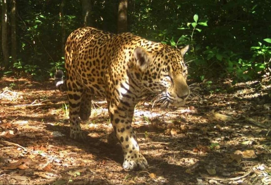 El jaguar se retiró del domicilio luego de no encontrar comida
