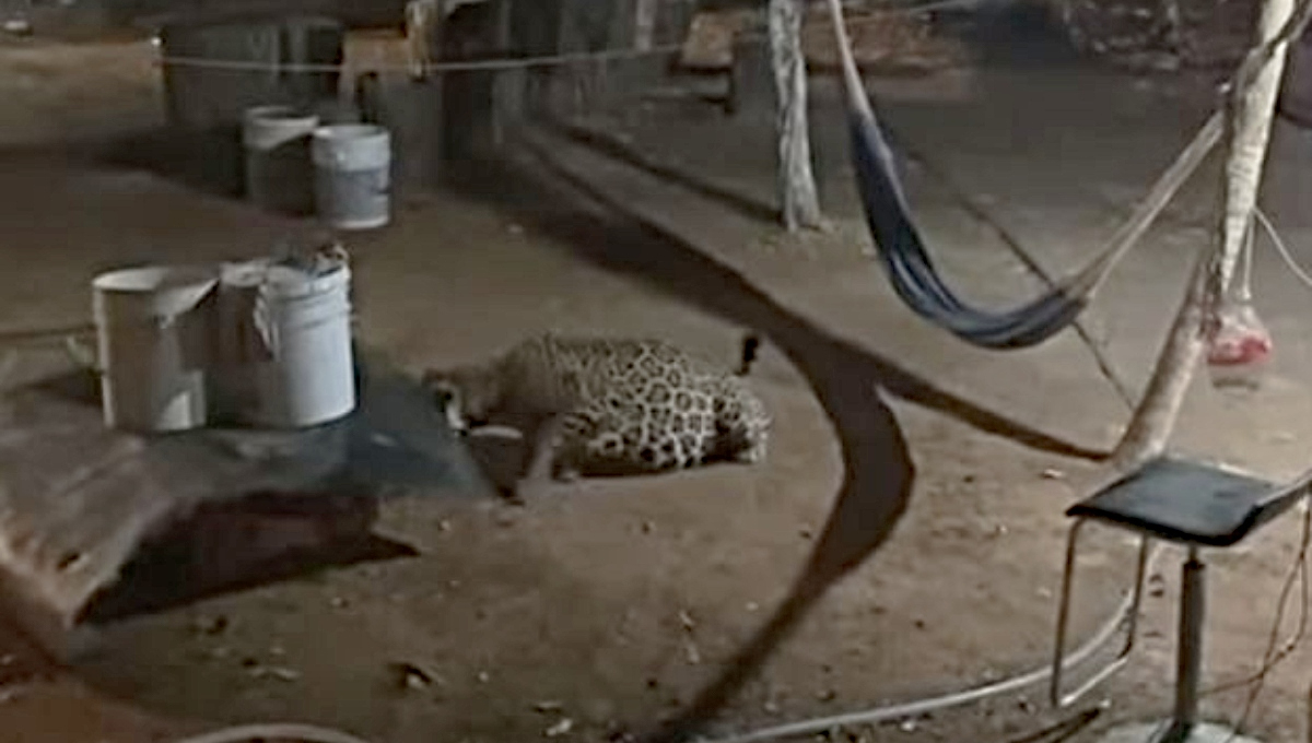 Captan  a un jaguar en el patio de una casa en Cancún: VIDEO 