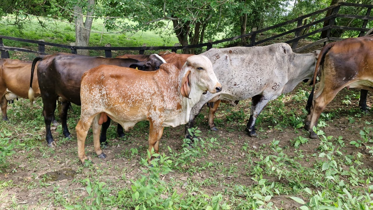 El gusano barrenador transmite una enfermedad que afecta principalmente al ganado bovino