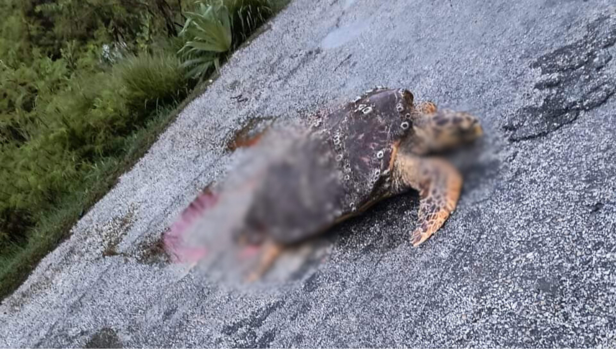 Encuentran tortuga destrozada en la carretera federal Sabancuy–Isla Aguada   