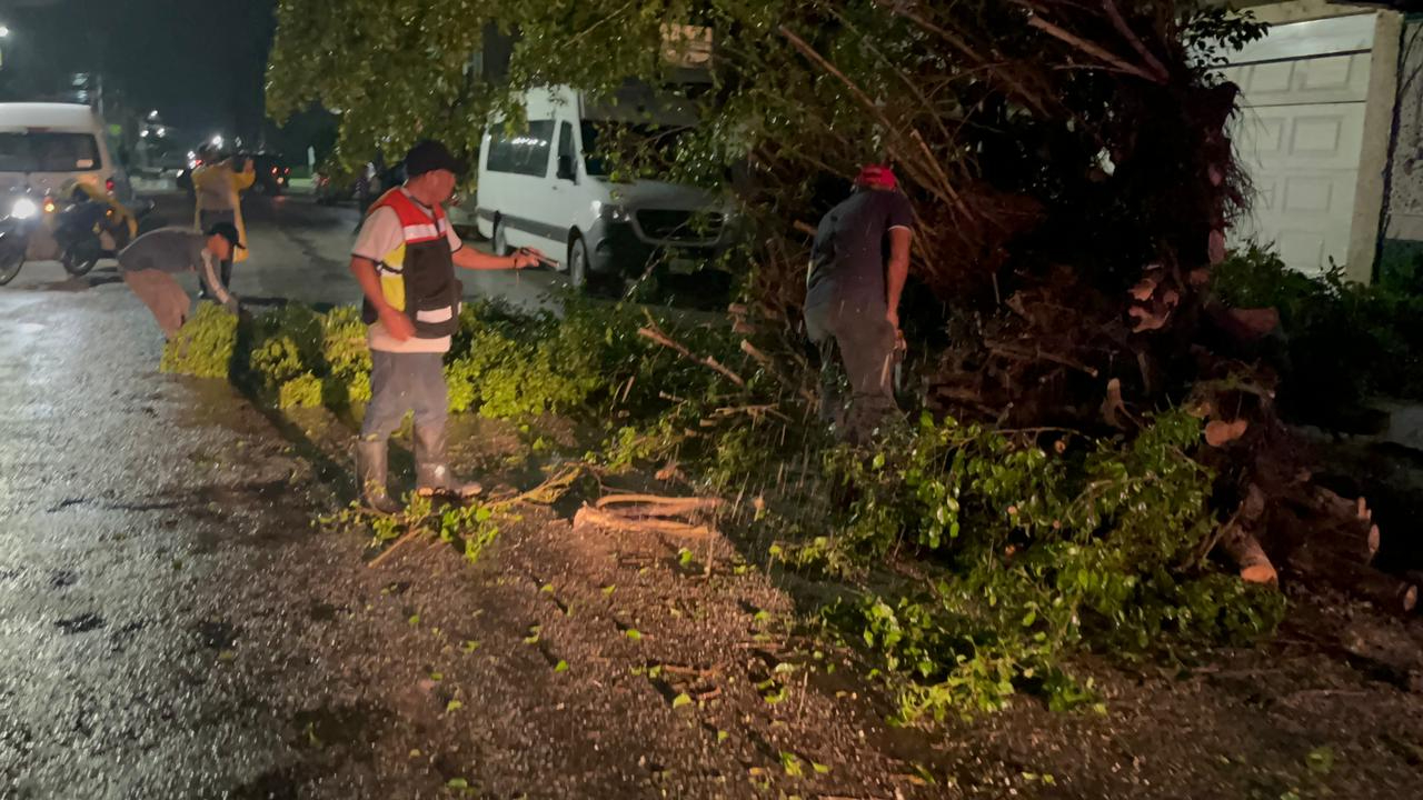 Personal de Protección Civil Municipal acudió para retirar el árbol y asegurar la vía pública