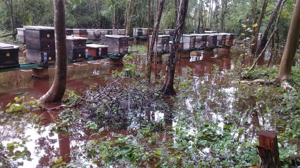 Lluvias ahogan la producción de miel en Yucatán; se han perdido hasta un 50% de las colmenas 