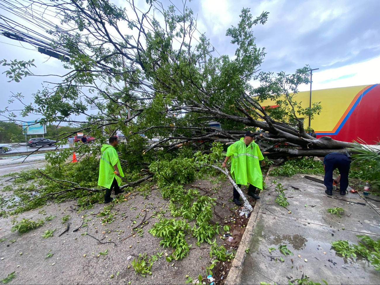 El árbol de huaya no causó graves daños tras su desplome