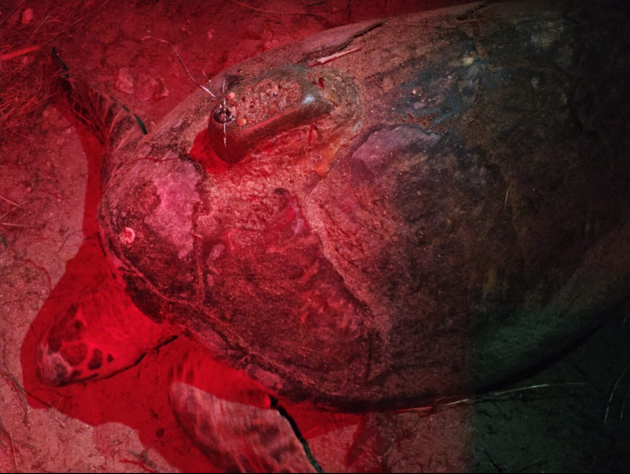 Las tortugas marinas pasan más del 90% de su vida en el mar