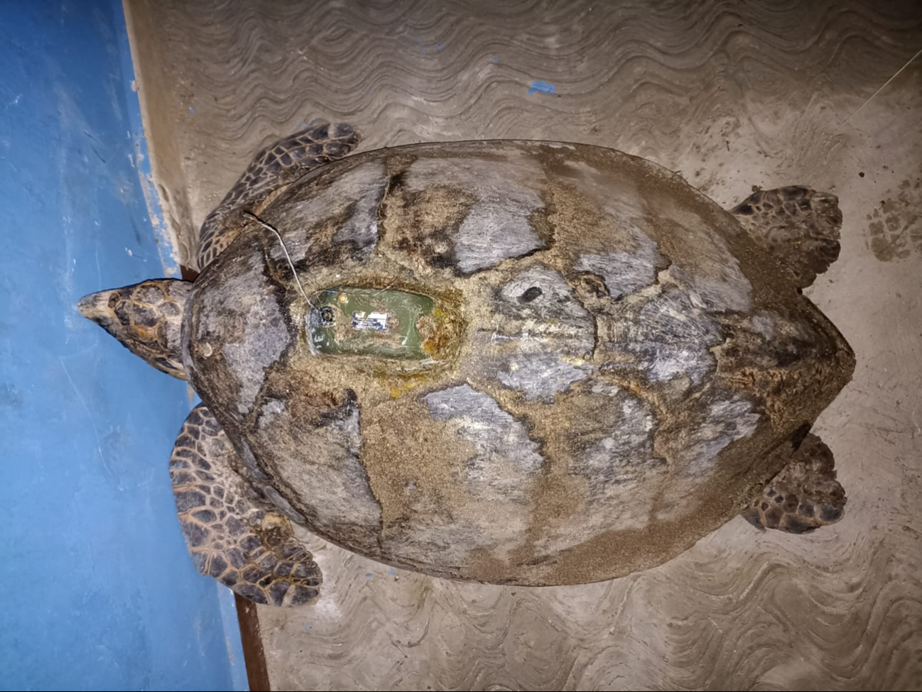 Regreso de "Carmen", una tortuga carey, a las costas de San Lorenzo tras 8 años