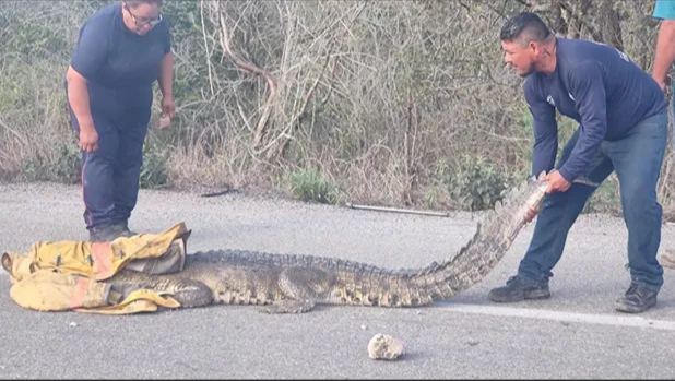El cocodrilo fue retirado de la carretera