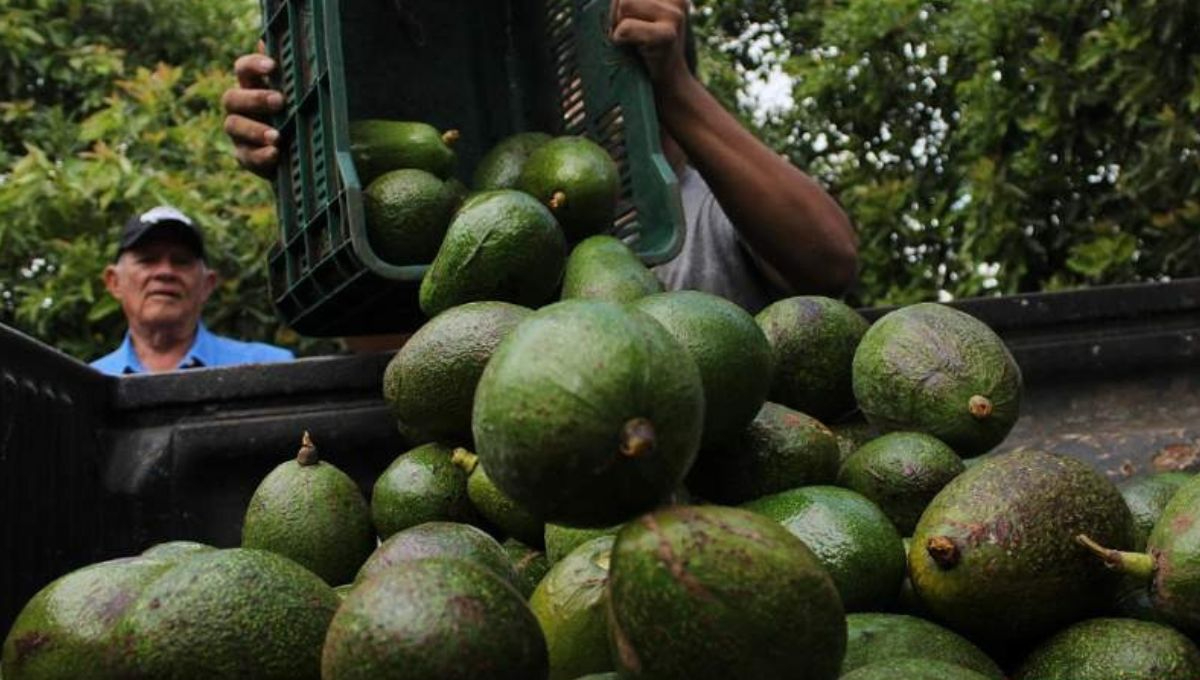Michoacán refuerza seguridad para inspectores agrícolas de EU, como medida clave para exportaciones de aguacate y mango