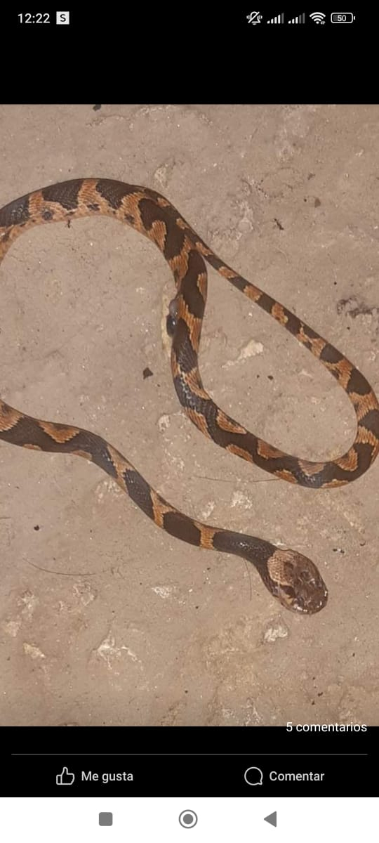 Hay diversidad de serpientes en la selva maya