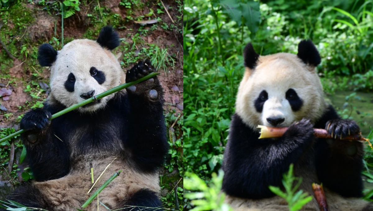 Yun Chuan y Xin Bao, pandas gigantes, inician una estadía de 10 años en el Zoológico de San Diego