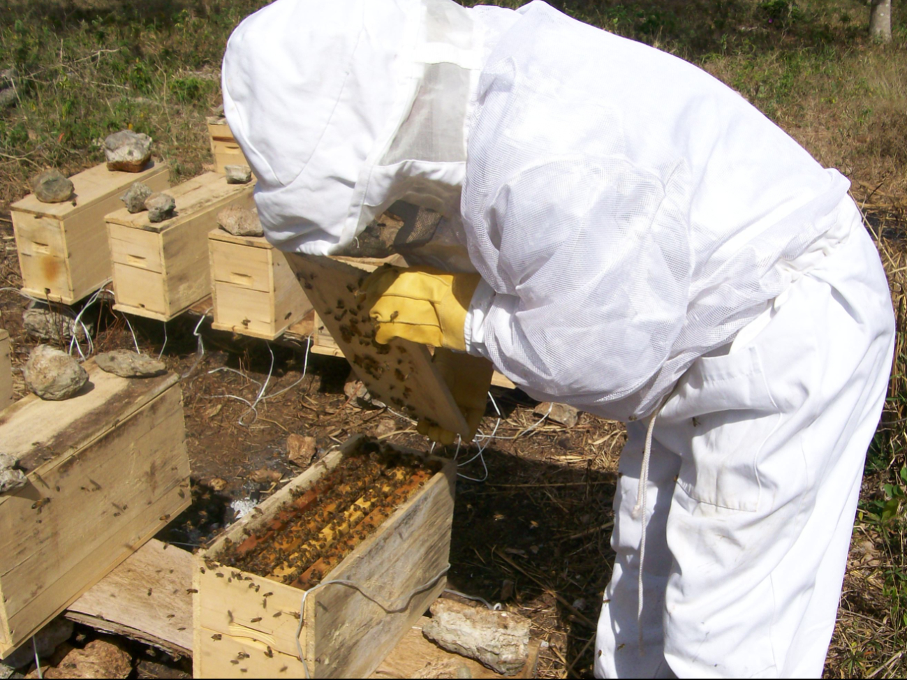 Sequía afecta producción de miel