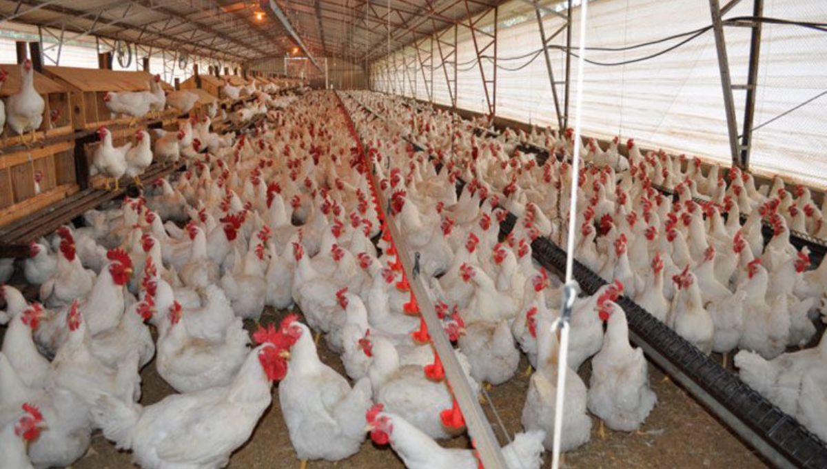 La Secretaría de Agricultura señaló que es seguro consumir carne de pollo y huevo al tiempo que mantendrá vigilancia epidemiológica