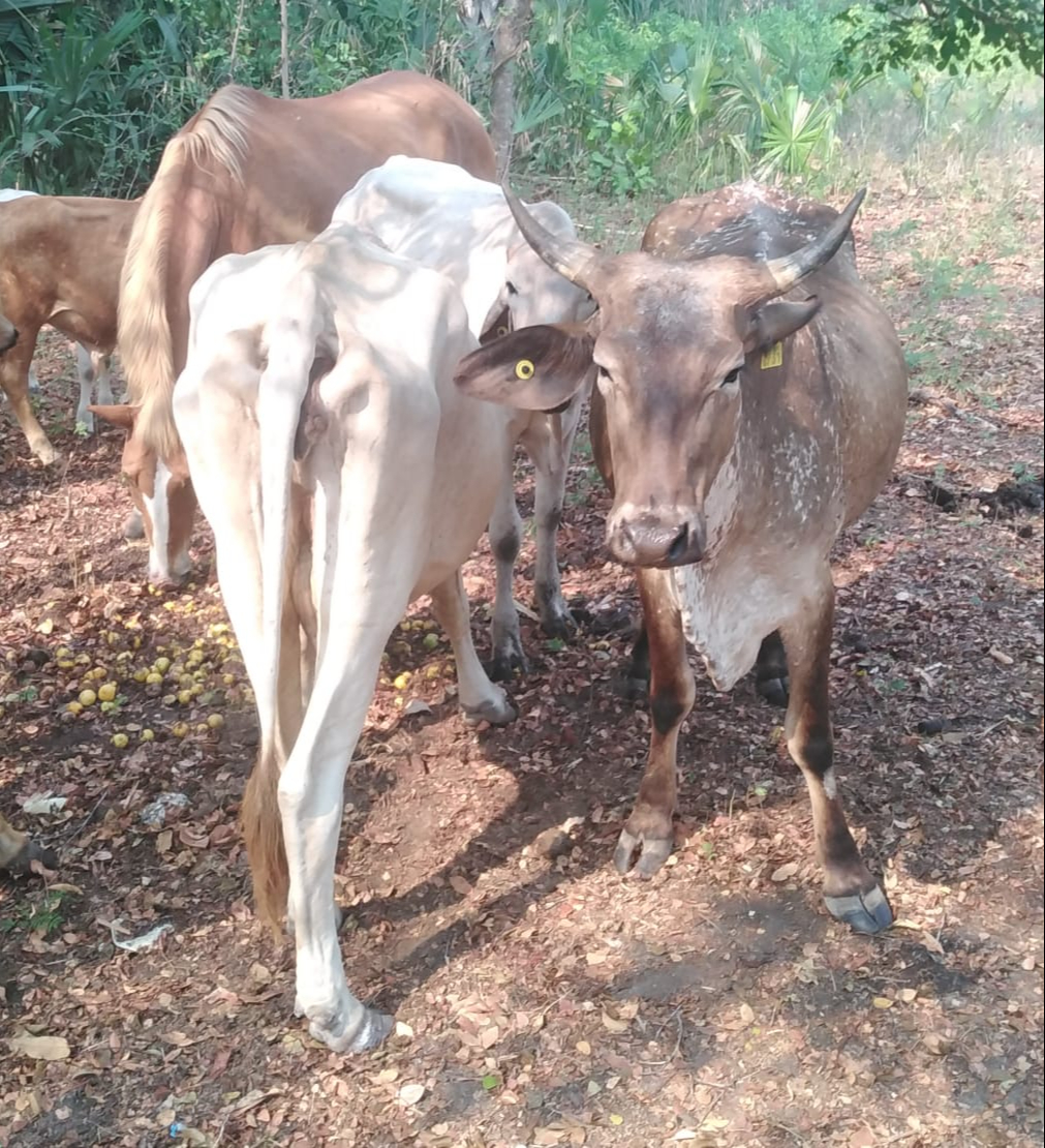 Animales sufren por la sequía en Sabancuy