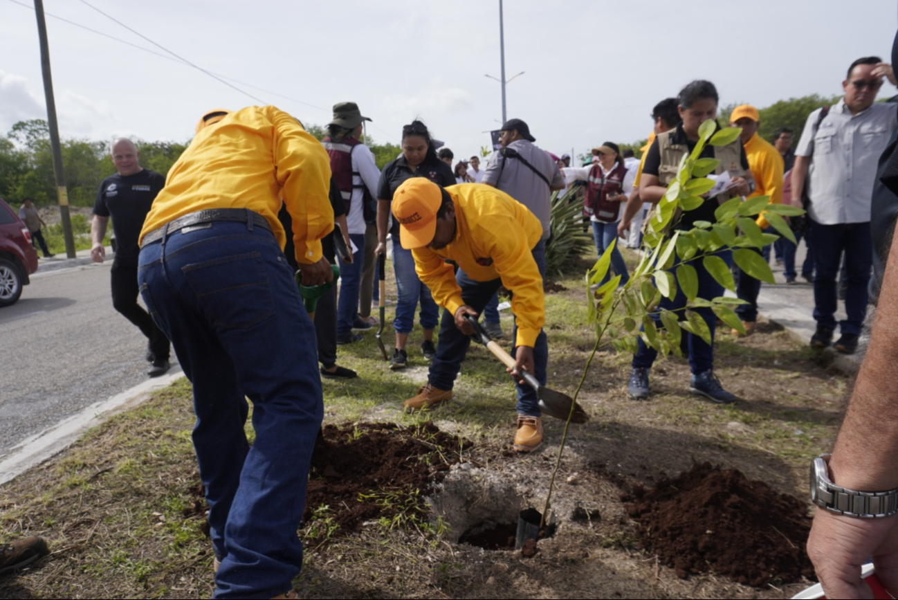   Sembrarán 20 mil plantas frutales para combatir el cambio climático en Campeche  