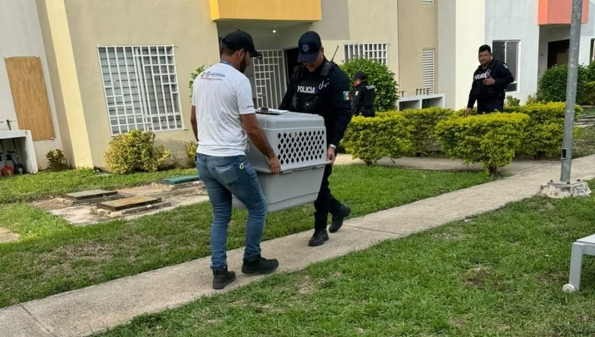 Rescatan a dos perros por maltrato animal en Playa del Carmen