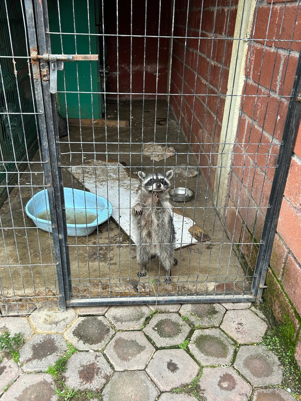 Así mantenían a un mapache en el domicilio del Edomex