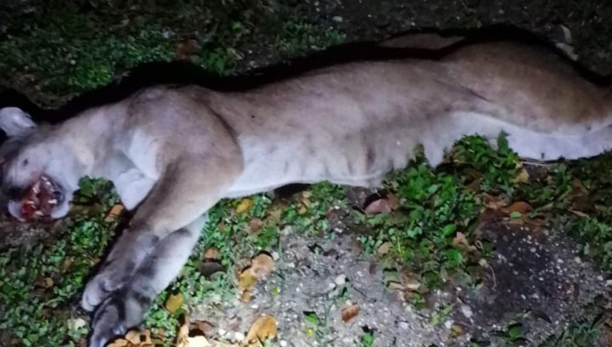 El puma fue atropellado durante la madrugada