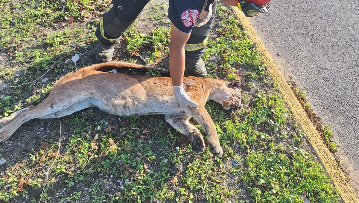 El puma fue atropellado frente al hotel Catalonia Royal Tulum