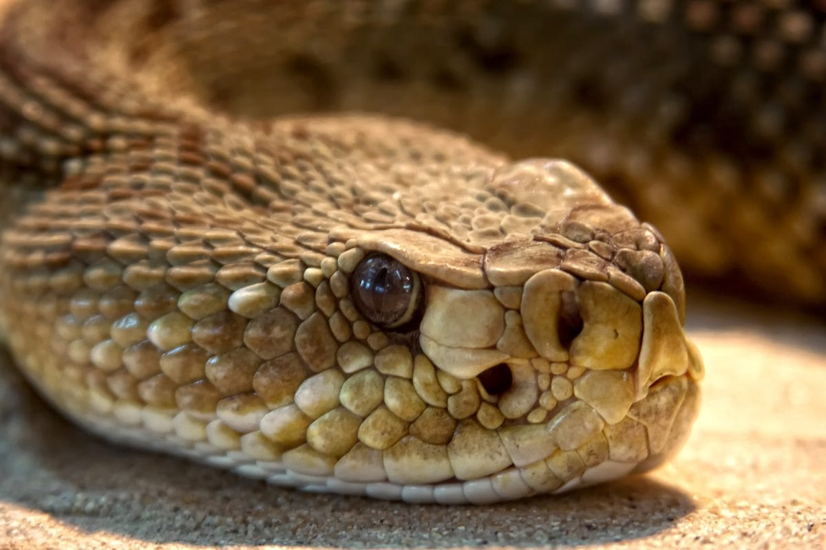 Serpiente de cascabel muerde a una mujer en Kinchil