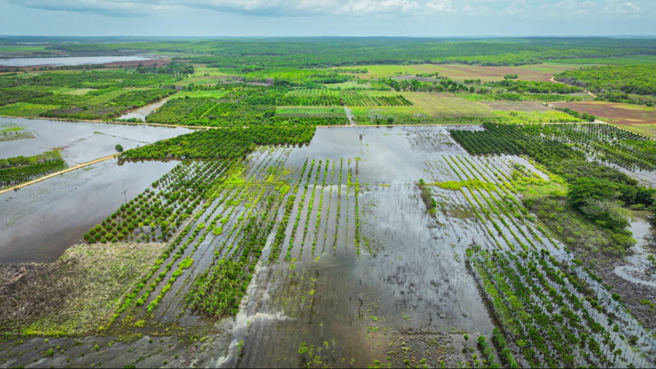 Las lluvias recientes afectaron 600 hectáreas de chihua sembradas anticipadamente en Campeche.