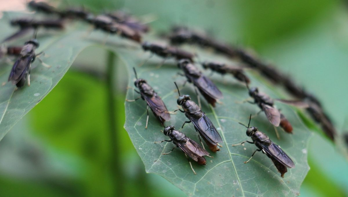 Detectan plaga de moscas, tras paso del Huracán Beryl en Dzitbalché ...