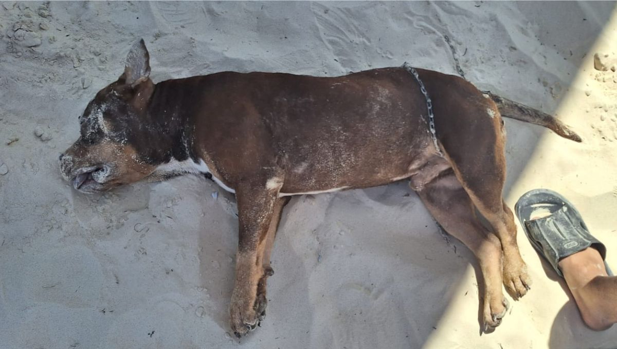 Los restos del perrito permanecieron en la arena de Playa Fundadores