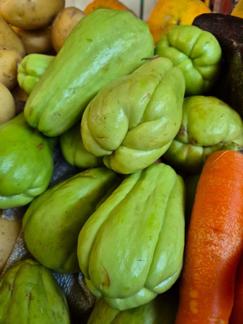   Precio del chayote se dispara más del triple en Champotón; hasta en 100 pesos el kilo  