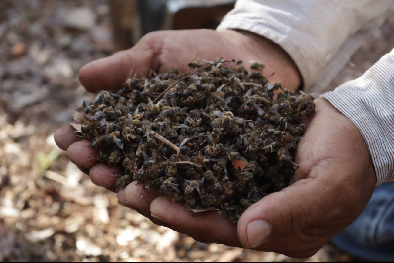 Dimethoate, ﬁ pronil, imidacloprid y tiametoxam, han acabado con gran cantidad de abejas.