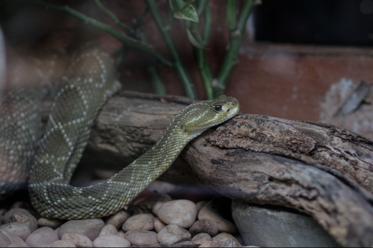 En el mundo hasta 600 especies de serpientes venenosas